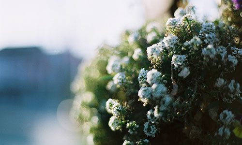 我有一个梦想作文