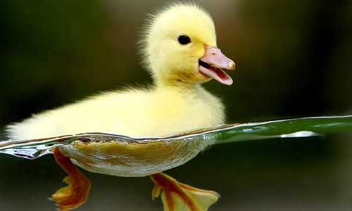 小班《游泳的小鸭子》公开课反思怎么写