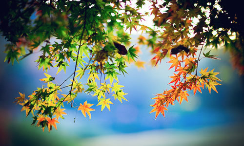 美丽的秋天作文200字3段