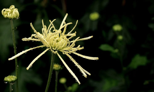 菊花在秋雨里点头扩句