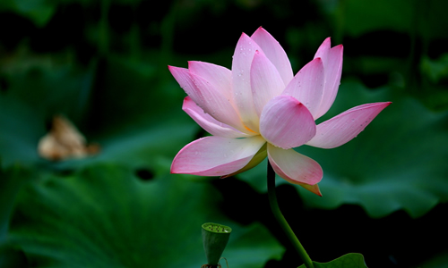 声音的作文300字