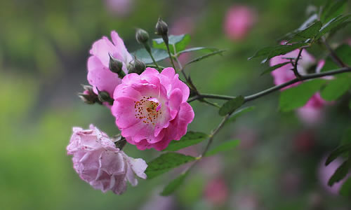 蔷薇花几月份种合适 1487577965723751.jpg